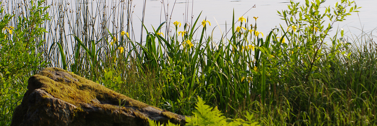 bjarlangen-dalsjon_natur_1281x430